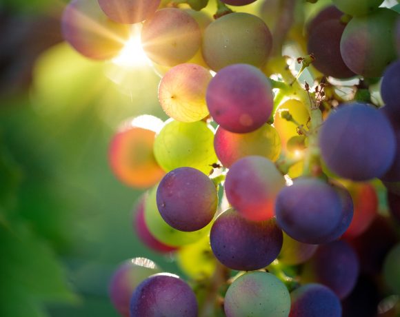 18e Fête des vendanges 18e Fête des vendanges