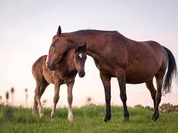 JOURNEES DU CHEVAL