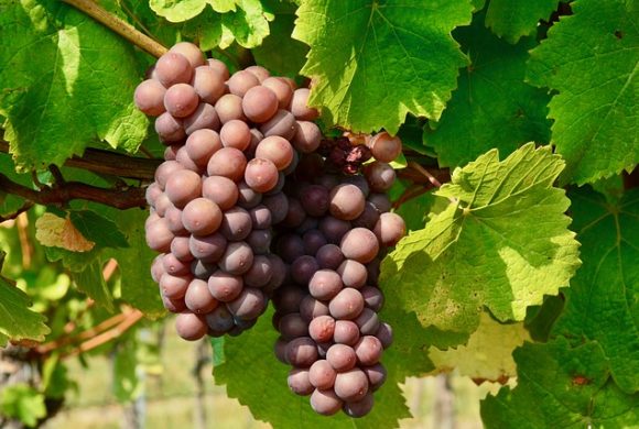 Fête des Vendanges Dimanche 1er octobre