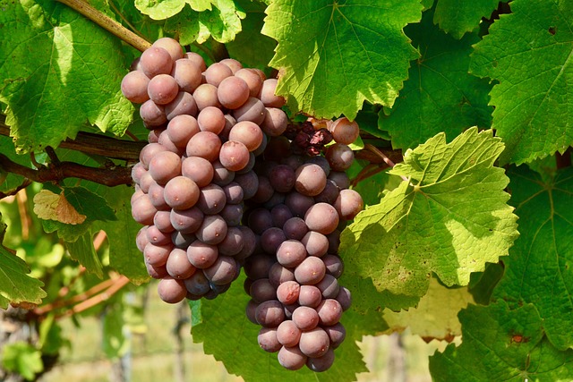 Fête des Vendanges                                                                                                        Dimanche 1er octobre 2023