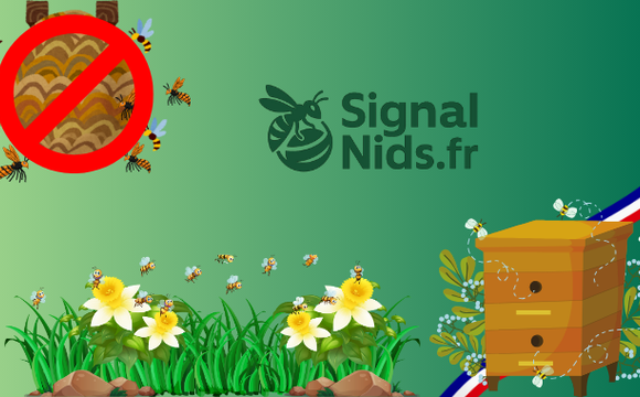 SIGNALEMENT DES NIDS DE FRELONS ASIATIQUES SIGNALEMENT DES NIDS DE FRELONS ASIATIQUES