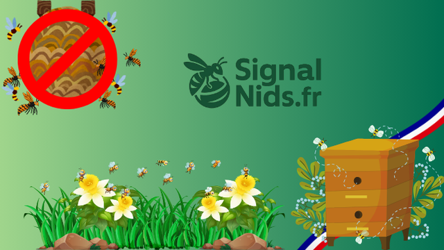 SIGNALEMENT DES NIDS DE FRELONS ASIATIQUES SIGNALEMENT DES NIDS DE FRELONS ASIATIQUES